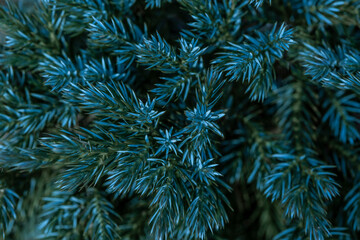 Juniper tree branch texture green needle background. Juniperus communis bush is evergreen coniferous tree as background. Macro of juniper branch pattern. Background with juniper branches grow close-up