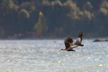 Bandurrias couple flying above the lake.