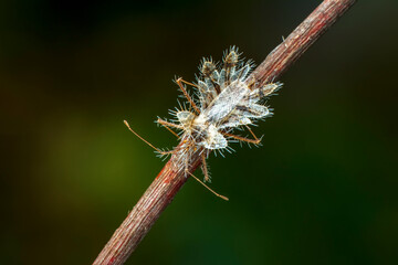 Close up  beautiful  insect in the garden