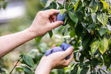 man is harvesting fresh purple plums from a tree in his garden