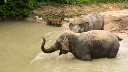 Amazing thai elephants shot in Phuket