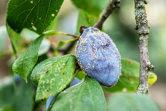 plum on a tree with fungal disease, monilia cinerea