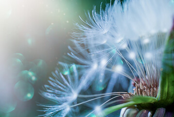Beautiful shiny dandelion seed in nature macro.