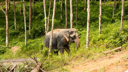 Amazing thai elephants shot in Phuket
