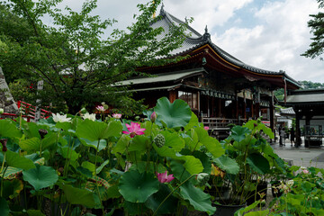 Fototapeta na wymiar 中山寺・蓮の咲く境内の風景
