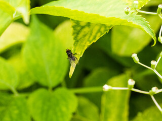 Insect fly, green housefly on green leaves.
