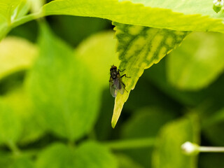 Insect fly, green housefly on green leaves.