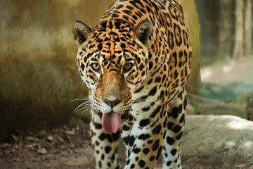 The Jaguar is a powerful tiger, very good at catching prey.