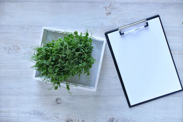 peas green young Microgreens growing background with microgreen sprouts on the table with a tablet to record and place for text. Seed Germination at home. Vegan and healthy eating concept