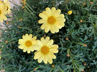 Glebionis segetum (syn. Chrysanthemum segetum) Common names include corn marigold and corn...