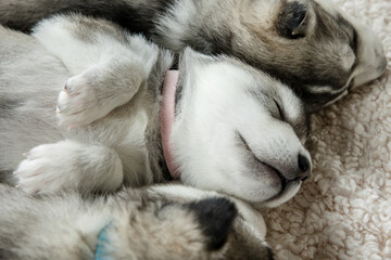 Two cute sleeping husky puppies