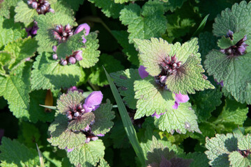 Die purpurrote Taubnessel, Lamium purpureum blüht im zeitigen Frühling. Sie ist eine Wildblumen...