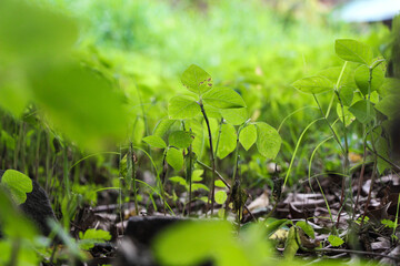 Selective Focus of Green Plant on the Gorund #1