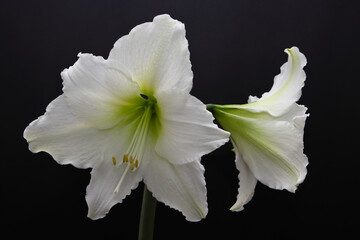 Almost absolute beauty - amazing big flower Hippeastrum (sometimes incorrectly called Amaryllis)