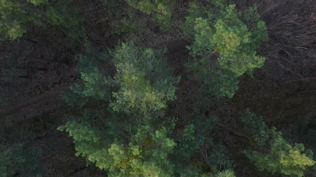 Kiefernwald in Deutschland in der Draufsicht rasch &uuml;berflogen