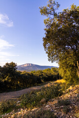 Fototapeta na wymiar Vue sur la montagne de l’Hortus à travers la végétation depuis la garrigue (Occitanie, France)