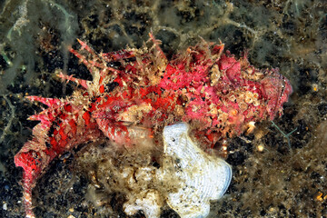 A picture of a devil scorpionfish