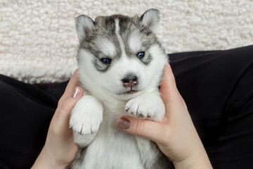 Portrait of newborn husky puppy being held