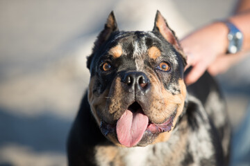 Toreto, an American bully, playing on the beach, is pure power ...