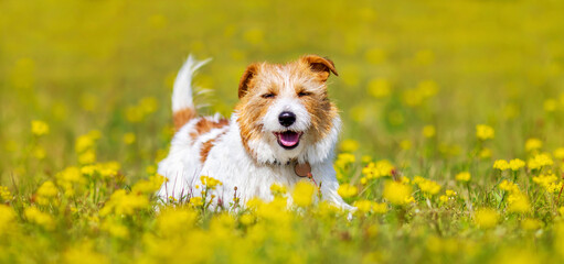 Happy cute pet dog puppy smiling in the grass, flowers. Spring summer walk and training concept, web banner.