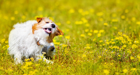 Cute pet puppy scratching, itching in the grass with flowers. Dog flea in spring, summer concept, web banner.