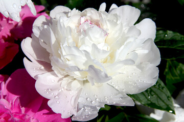 Lush big white peonies with crystal rain drops. Emperor of the garden