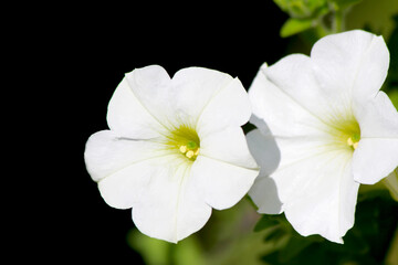  Two white petunia inflorescences on a dark green background