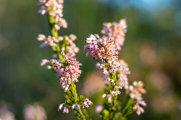 Gros plan sur une bruyère en fleur (Occitanie, France)