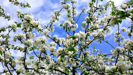 Elegant branches of white apple blossoms in the May