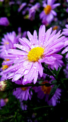 Autumn aster after rain. Macro purple flower. Rain drops on the  flower petals.