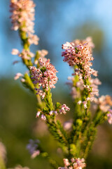 Gros plan sur une bruyère en fleur (Occitanie, France)