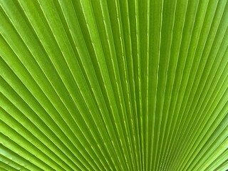 green palm leaf texture background close up