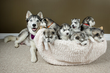 Fototapeta premium Proud husky mother and her newborn pups
