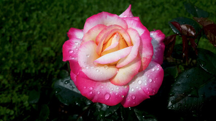 Full opened bud of multicolored large rose with raindrops against the dark green background