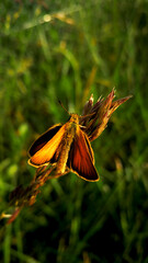 Small cute Essex Skipper butterfly with velvet orange wings sittings on the grass blade
