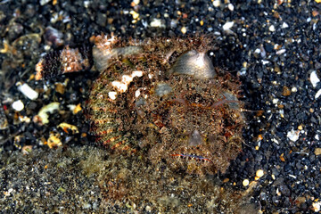 A picture of a false stonefish