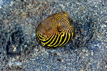 A picture of a puffer fish