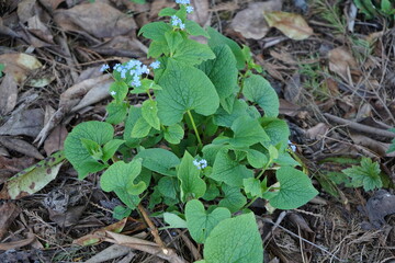 青い花　日陰の植物　ブルンネラ　brunnera わすれな草　園芸　ガーデニング  春　