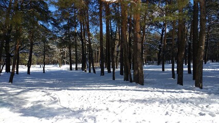 winter in the forest