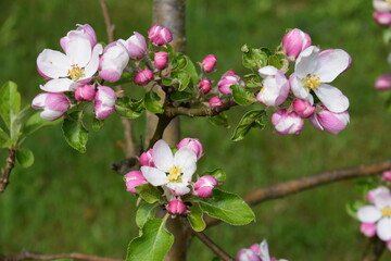 Apfelbaum Blüten