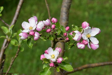 Apfelbaum Blüten
