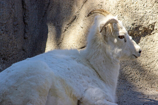 Dall Sheep