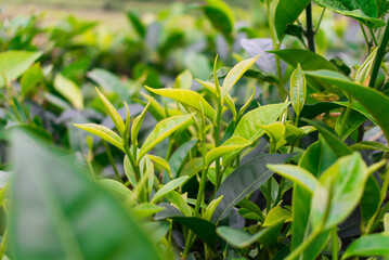 Fresh green tea leaf at tea garden with blur in the background