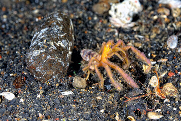 A picture of an orangutang crab