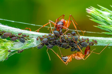 That eats macro aphids of an ants on Silybum marianum (Milk Thistle) , Medical plants; pesticide-free biological pest control on natural enemies; organic farming concept