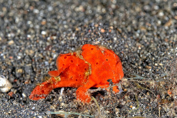 A picture of a frog fish