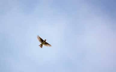 Golden Plover Pluvialis dominica flying directy overhead singing the alarm