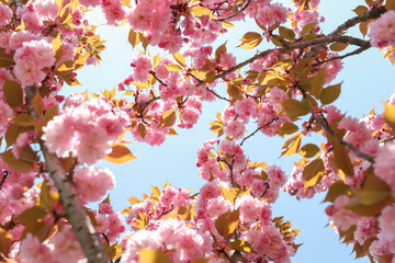 Closeup of pink Japanese cherry tree branch over blue sky in a very beautiful sunny day of springtime. 
