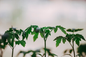 tomato seedling