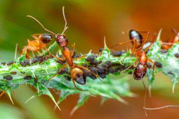 That eats macro aphids of an ants on Silybum marianum (Milk Thistle) , Medical plants; pesticide-free biological pest control on natural enemies; organic farming concept